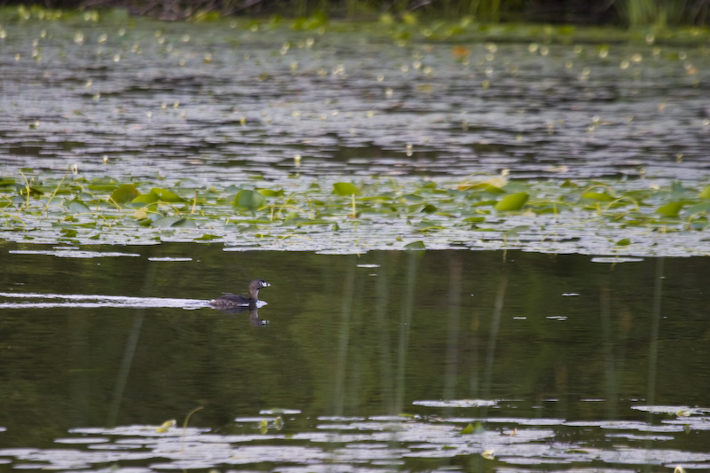 Pied-Billed Grebe